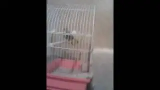Birdy gets a wake up call