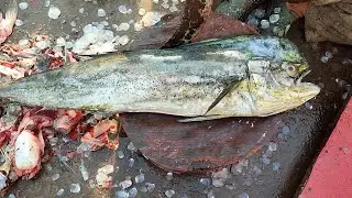 mahi mahi amroz fish cutting fish information video karachi fishries