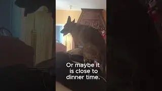 How this German Shepherd shows affection.