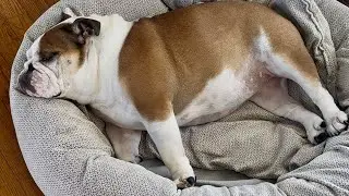 Weight GAIN!!! Winter Bulk! Bulldog 