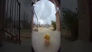 Chick Gets Blown Away by Wind &ndash; Epic Little Flight Moment