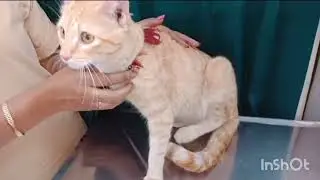 Cat tom tibia fibula fracture management by using specially designed custom splint fixation 