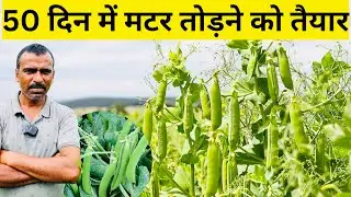 सिर्फ 50 दिन में मटर तोड़ने को तैयार | देसी मटर की बेस्ट खेती तकनीक | Low Cost, High Profit Desi🫛🫛