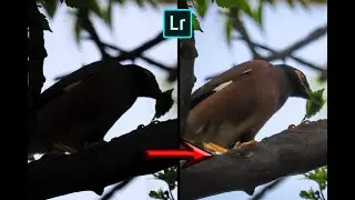 How to do Bright photo In mobile lightroom