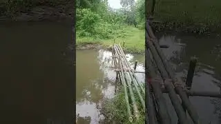Dubli ni Hagra danhwidw mwn jwngha #jungle #northeastindia #bodoland #viralvideo