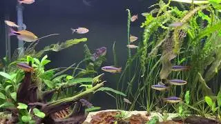 African Tetra Update June