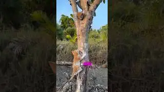He Tried So Hard to Reach His Brother! 🥺💔 #shorts