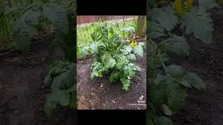 One minute and then... #Garden #Jokes #ShannaJ #Comedy #Plants #Vegetables