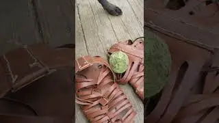 #DIY Caligae (Roman soldier boots) #shorts