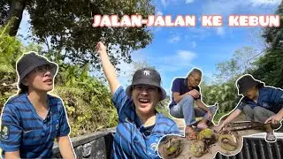 KE KEBUN TENGOK BUAH DURIAN SUDAH MULAI JATUH