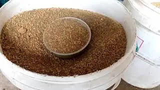 HANCUUUR..PAKAN AYAM VS PAKAN UDANG, untuk udang vaname