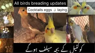 All birds 🦜breding updates birds laying the eggs 🥚 quality birds breding results 