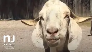 Feeding popcorn to the animals of Popcorn Park Zoo