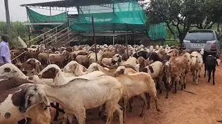 Alina Agro Farm Hyderabad | Goat Farming Management & Training | Learning Experience.