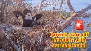 #65🦅🐥15°🐥10°／Winter Park Eagle Nest 2026／Against All Odds:One-Eyed Mom／by Winter Park Eagle Cam
