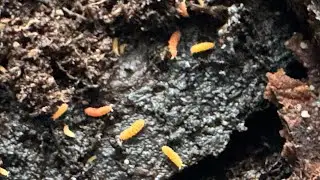 How to prepare tree bark for terrariums