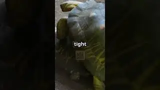 Fascinating Turtle Mating Rituals: A Closer Look #shorts #undiscovered #turtle #mating