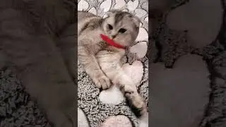 Мия #забавныекоты #юмор #красавчик #fanni #cat #алекс #видосыоткота #прикольныекоты #веселыекоты
