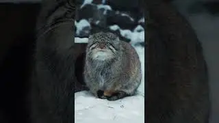 Манул греет лапки на хвосте │Pallas cat warms paws on his tail #pallascat #манул #shorts