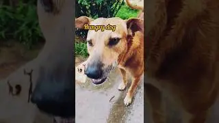 Most Hungry dog eat food so fast😰🥲 😭 #shorts #dog