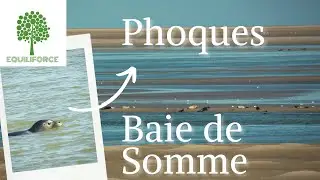 [VLOG] Les PHOQUES en BAIE DE SOMME au Phare du Hourdel