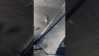 Frantic spider running sounds