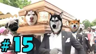 Dancing Funeral Coffin Meme - 🐶 Dogs and 😻 Cats Version #15