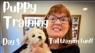 New Puppy? Here's How to Socialize & Train an 8 Week Old Puppy - Day 3