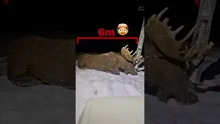 giant moose #specialeffects #animals