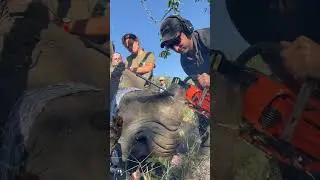 How Scientists Are Saving Rhinos From Poachers With Radioactive Horns