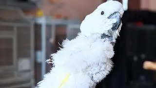 How To Practice EngagedNotCaged With Your Parrot - Including Your Parrot! | Marlene Mc'Cohen Rewind