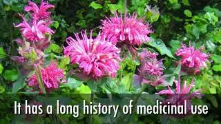 The Benefits of Growing Bee Balm (Bergamot) in Your Garden