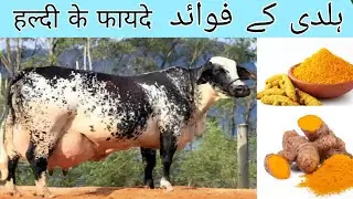 How To Increase 50% Milk Production Cows & Buffalo's From Use Turmeric || गायें दूध बढ़ाना जानती हैं