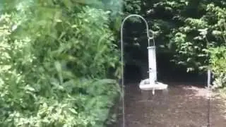 Rat and Squirrel Feeders
