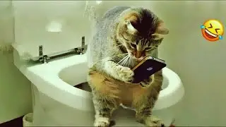 Super Mischievous Cats 😹 Cats That Instantly Make You Laugh || Hilarious Cat Moments