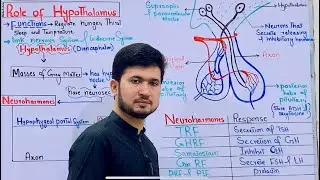Role of Hypothalamus class 12 biology| Neurohormones| MDCAT Biology