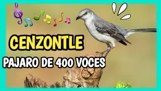 CENZONTLE CANTANDO - P&aacute;jaro de 400 voces DOCUMENTAL
