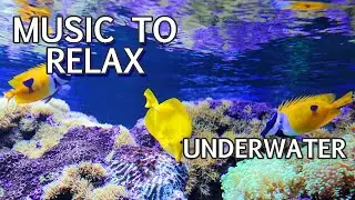Relaxing Meditation Music with Calming Underwater World