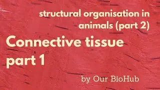 Structural organisation in animals (part 2): Connective tissue part 1