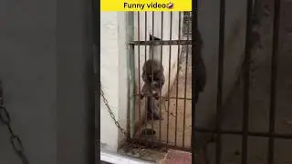 Hilarious Monkey Antics😁: Watch This Funny Primate in Action😂 #shorts #funny #animals