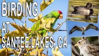 Fun Birding with the San Diego Bird Alliance, 45 Species!