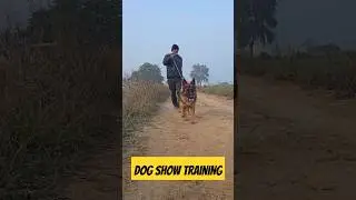 Dollar Show Training Start #shortvideo #viral #youtubeshorts #training #shorts #gsdlove #germany