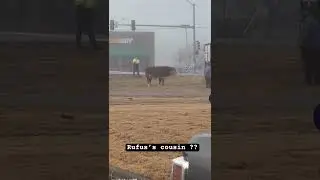 Again not Rufus and not friendly #rufusthebull 😂