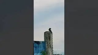 Birds sounds video #shorts #birds #shortsvideo #பறவைகள்