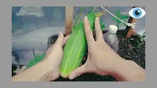 Growing cucumbers with ripe bananas - Lots of flowers - Big fruits-Khattak Farming