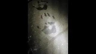 East Texas Bigfoot Encounter-Investigation (What I found)