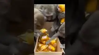 Looting of food by monkeyes #viral #reels #video #shorts#trendingshort trending