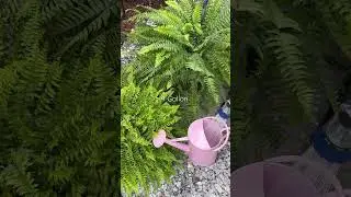 DIY Fern Solution