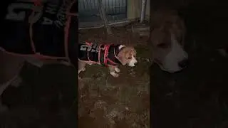 End tak dekho&hellip; Zen ka asli roop 😏🐾&rdquo;#youtubeshorts#dog#beagle#pets#fitness#ytvlogs