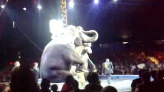The Greatest Show On Earth Circus 2010 - Elephants